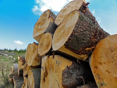 Bauen: Holz liegt als Baustoff wieder im Trend