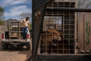 700 Wildtiere ziehen wegen Gewalt in Mexiko um
