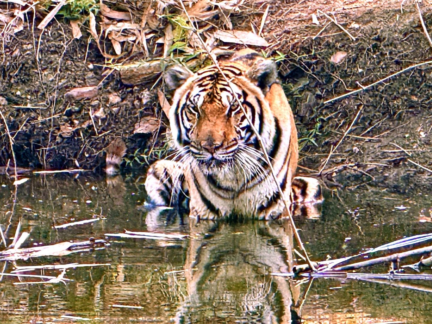 72 Tiger in Thailand verendet