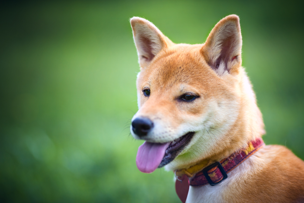Schnüffeln, Bellen und Co.: Ein Blick in die faszinierende Welt der Hunde