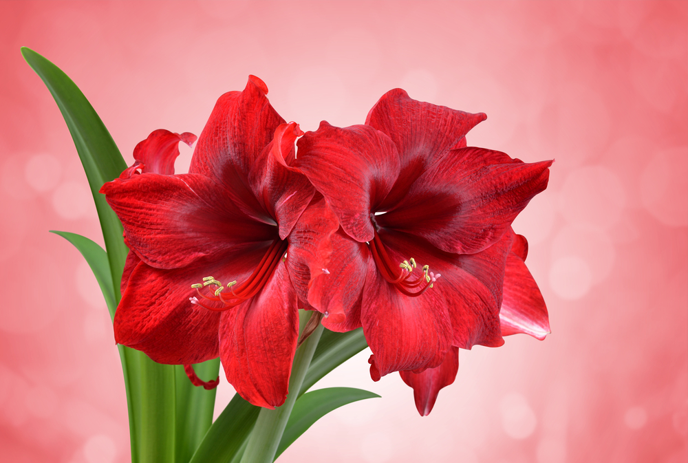 Welche Amaryllis-Sorten gibt es? Was kann in Deutschland angebaut werden?