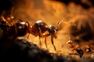 Empire of the Ants: Was 2025 für die Ameisen-Revolution bereithält