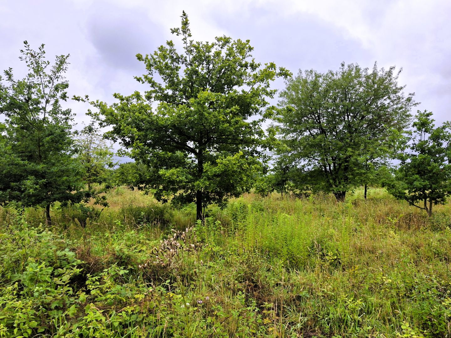 Aktion Baum startet Pflanzsaison 2025/26: Zehntausende neue Bäume für den Wald in Deutschland