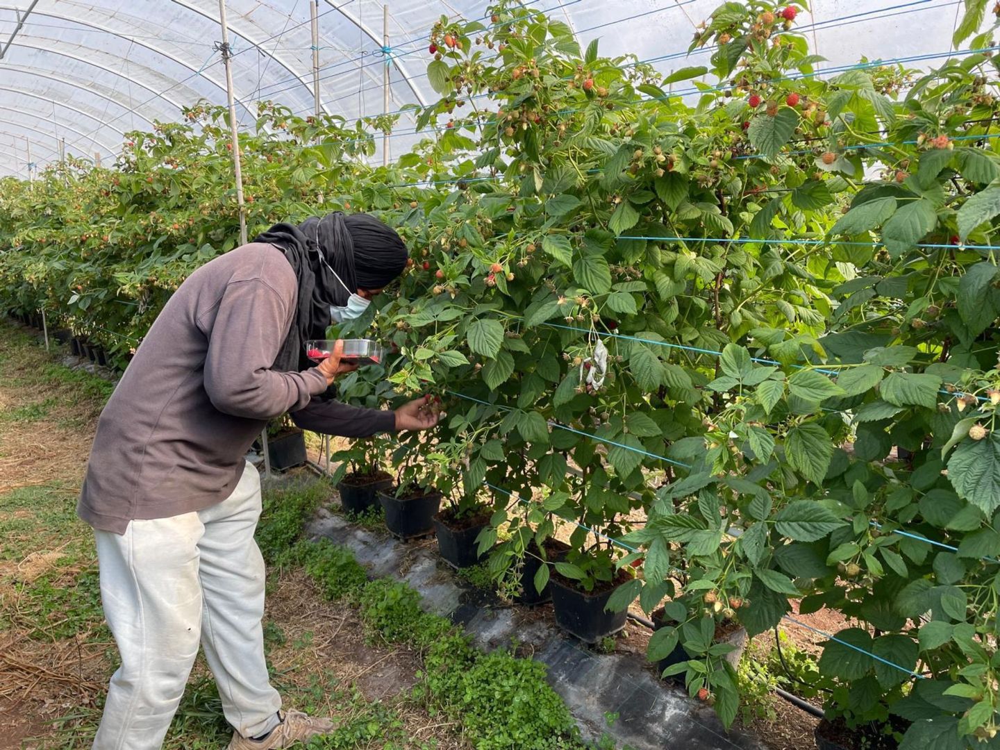Ausbeutung von Migranten in Portugal