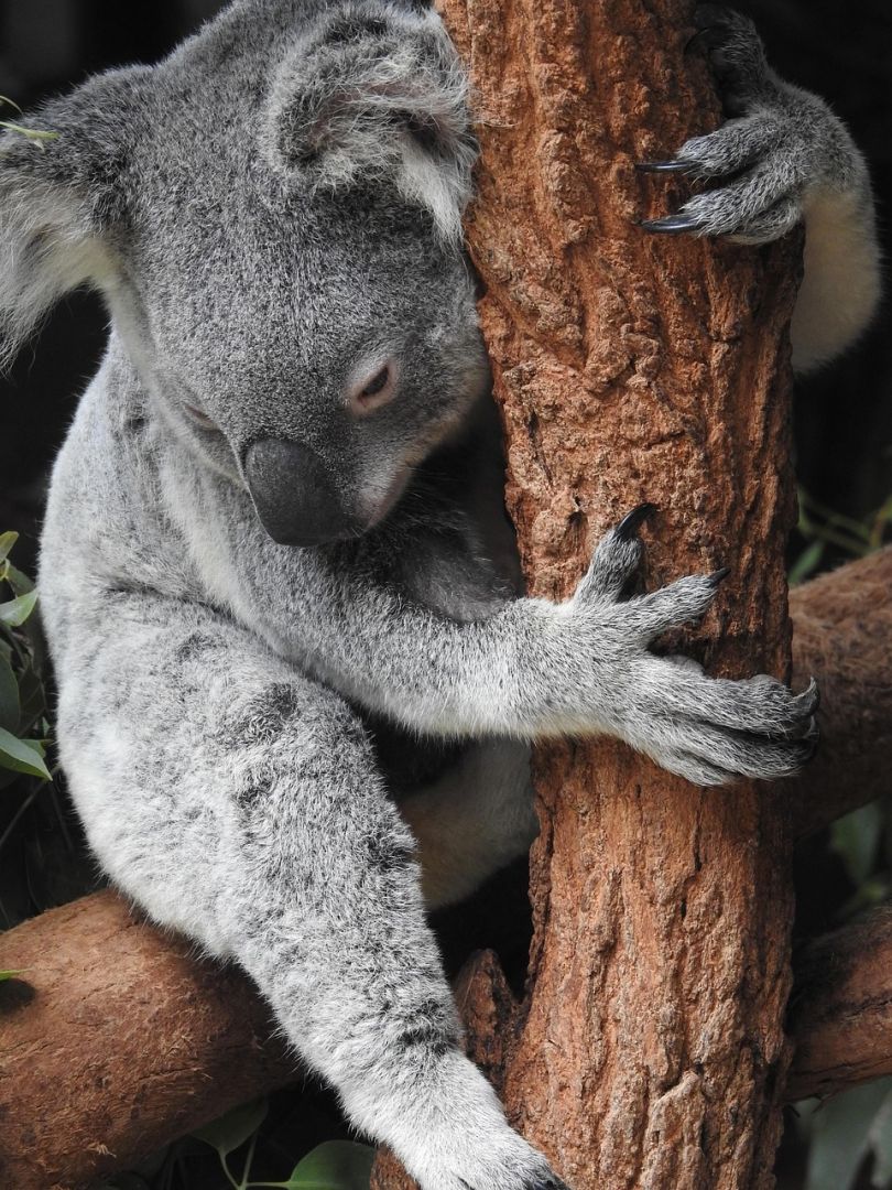 Australien: So kommen Sie an Ihre au-Domain und com.au-Domain