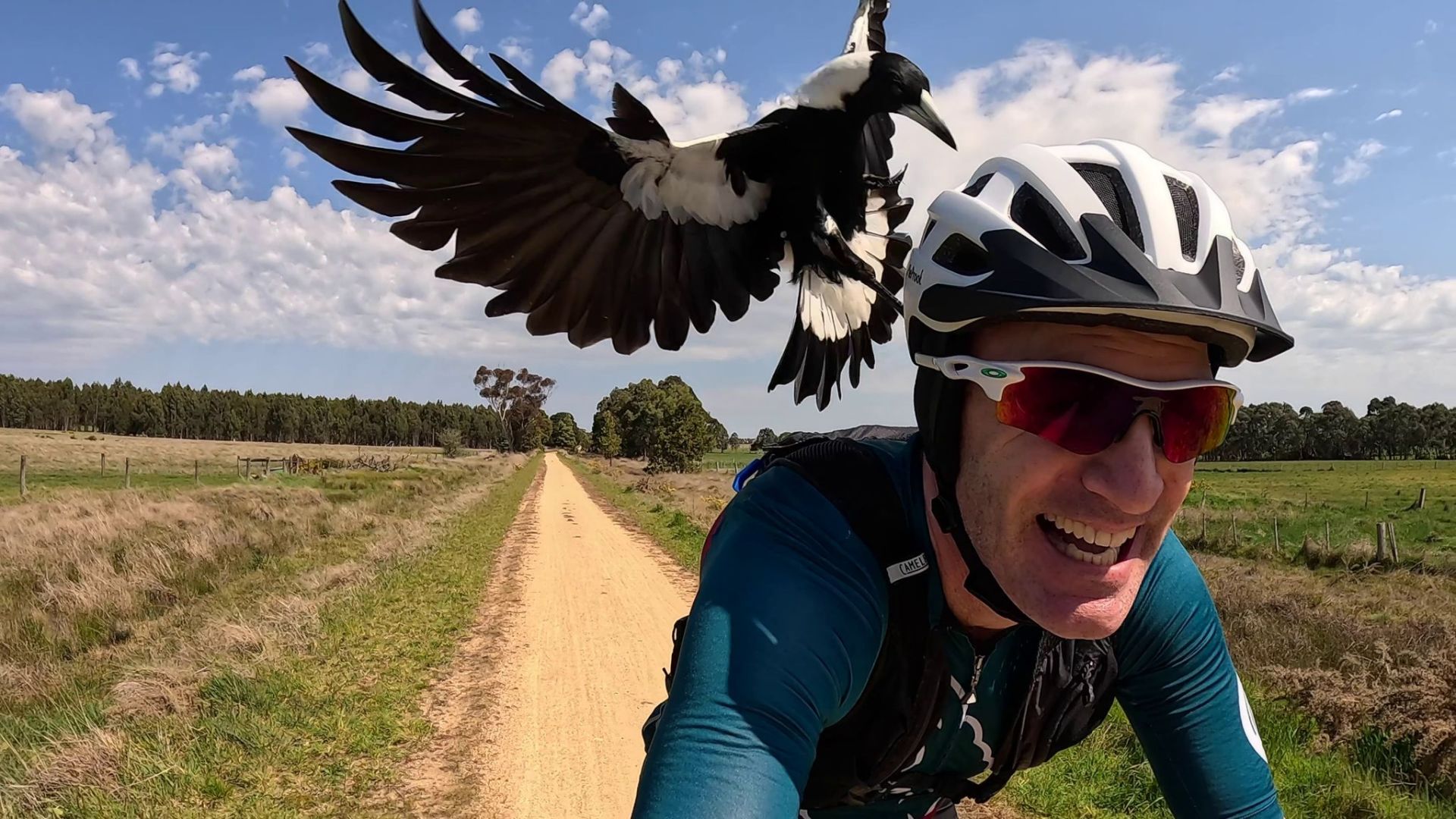 Australischer Magpie greift Radfahrer an