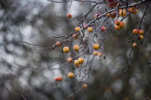 autumn, apple, fruit