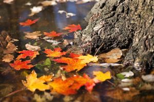 autumn, fall, leaves