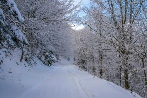 Baum Mit Schnee Bedeckt