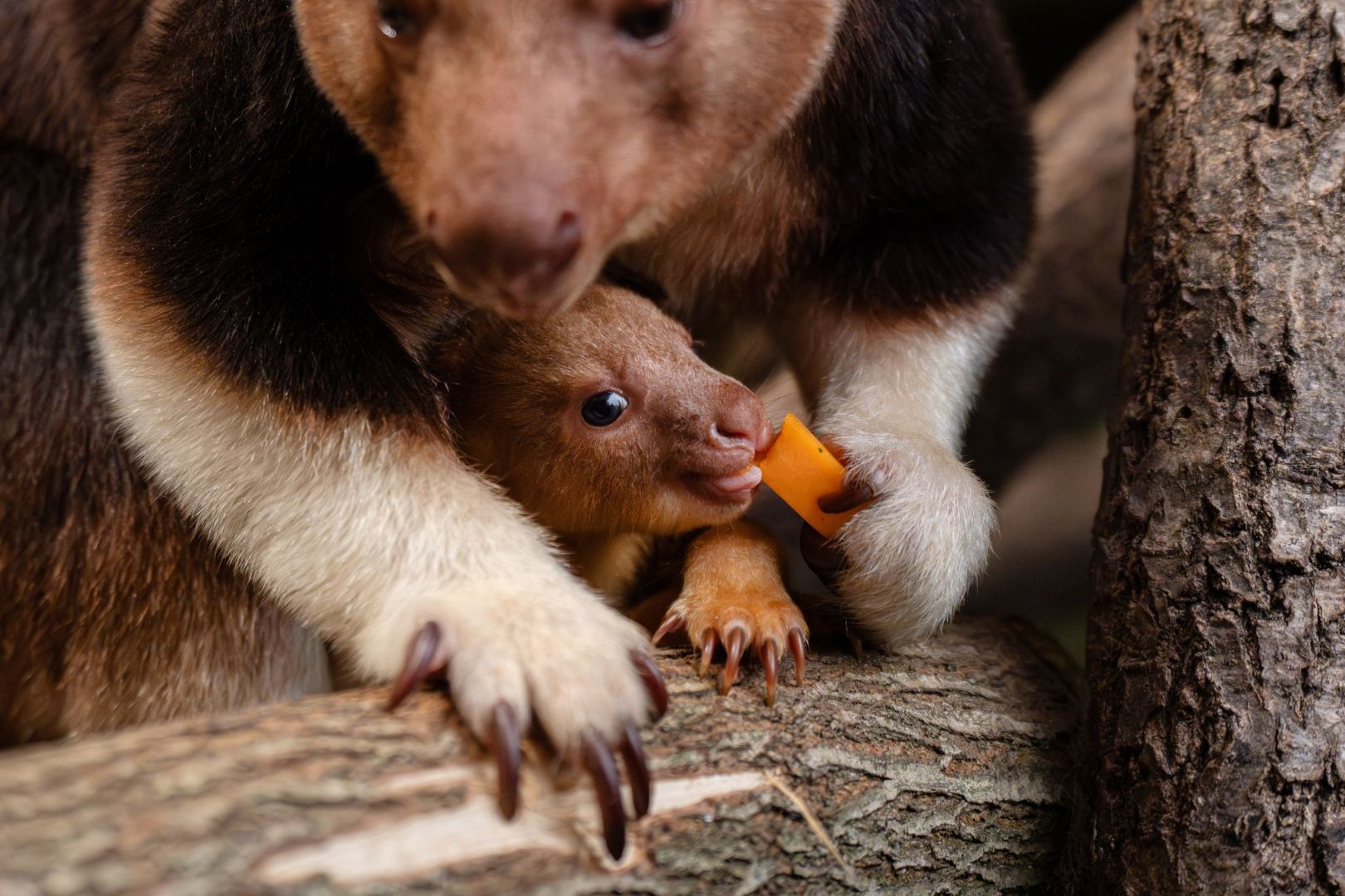 Baumkänguru-Jungtier in England geschlüpft