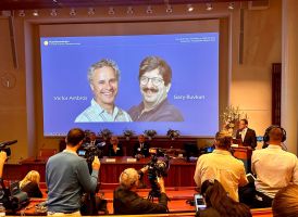 Bekanntgabe Nobelpreis 2024 – Medizin