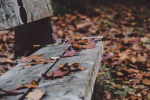 bench, fall, autumn