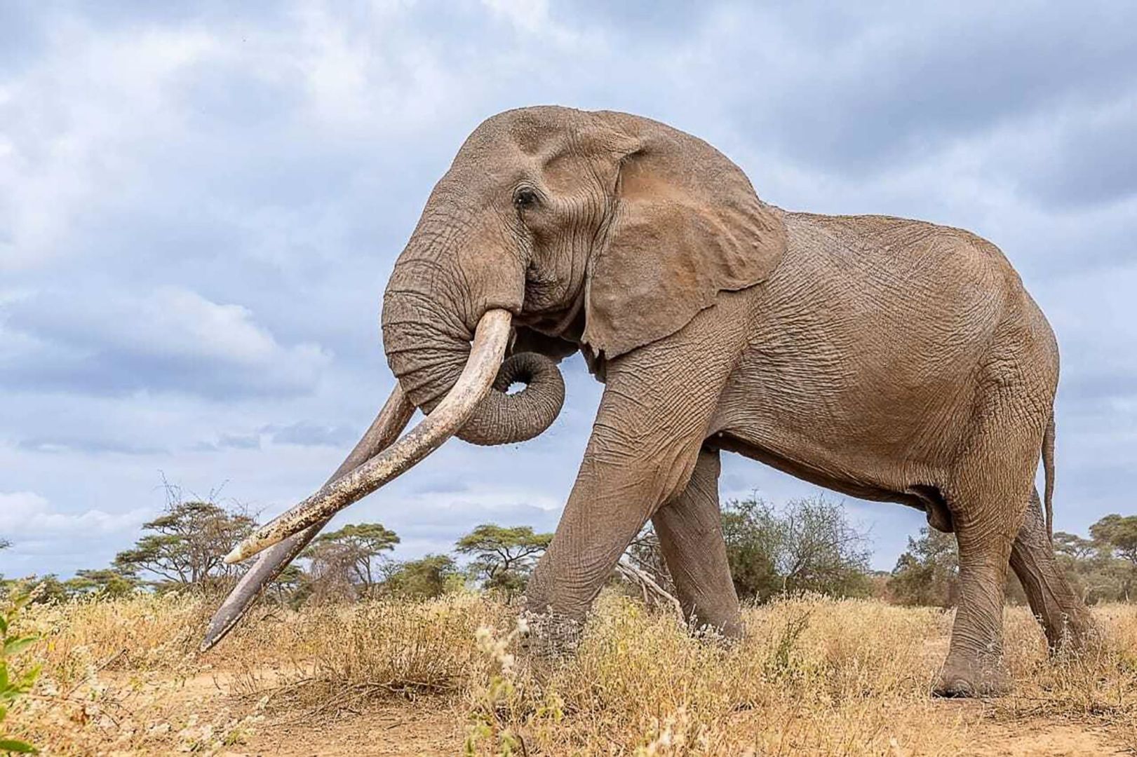 Berühmter Elefantenbulle Craig in Kenia gestorben