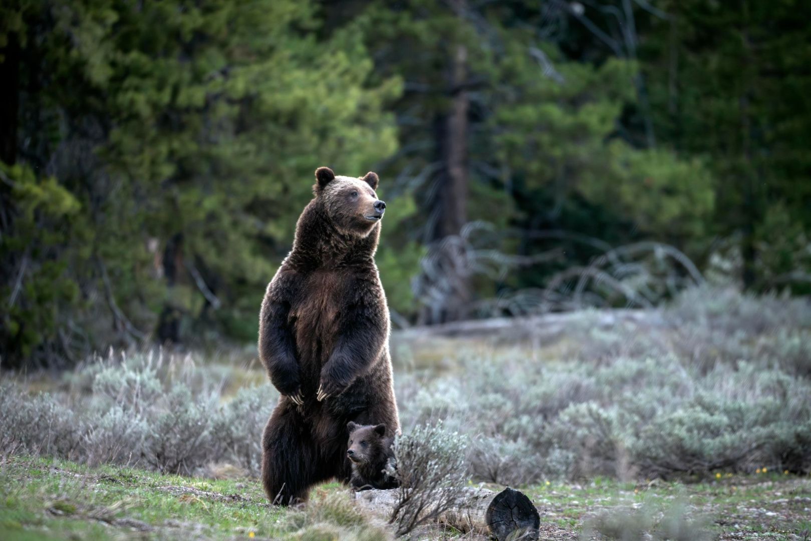 Berühmter Grizzly 399 in den USA getötet