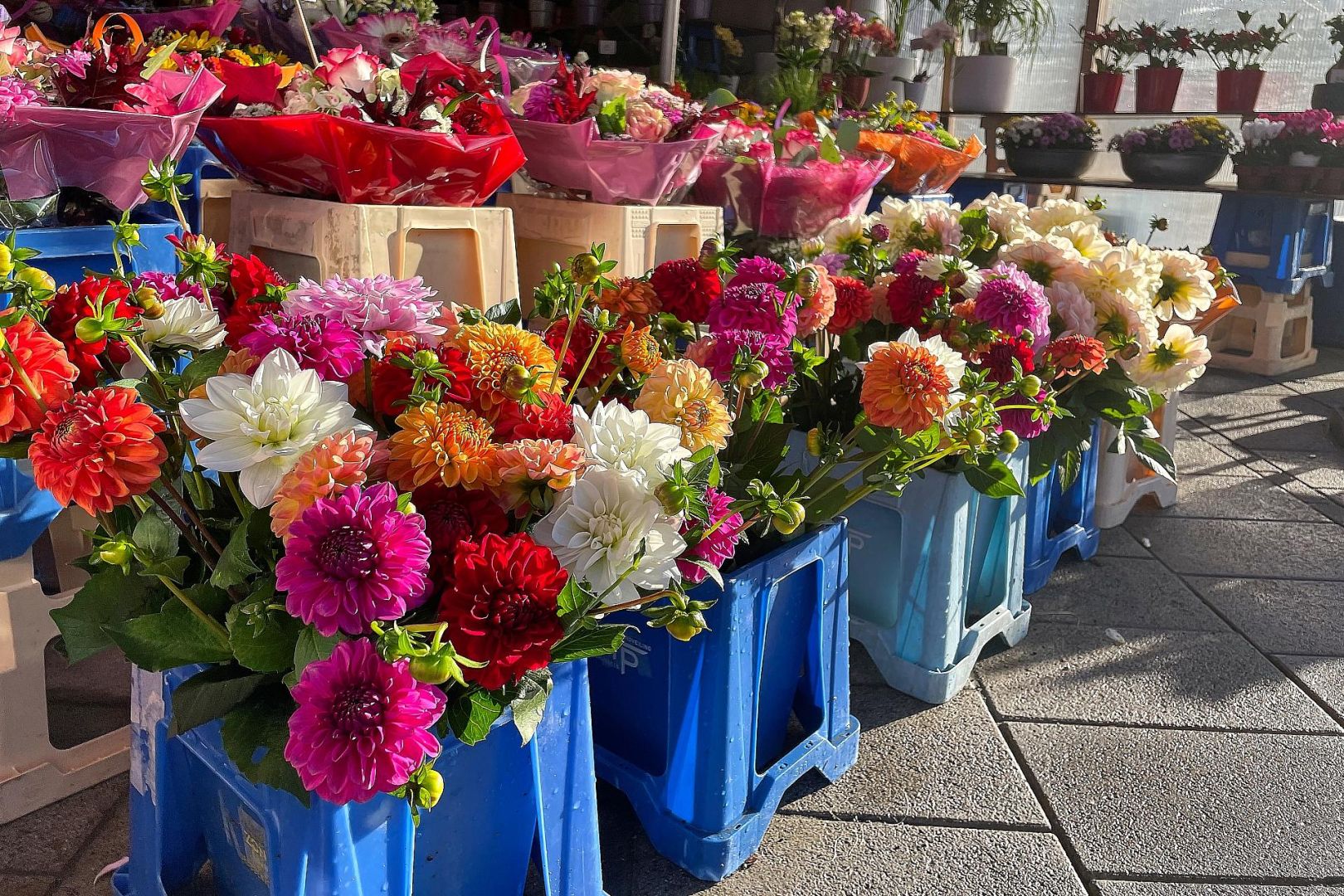 Blumen in einem Blumenladen (Archiv)