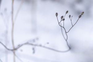 branches, leaves, snow