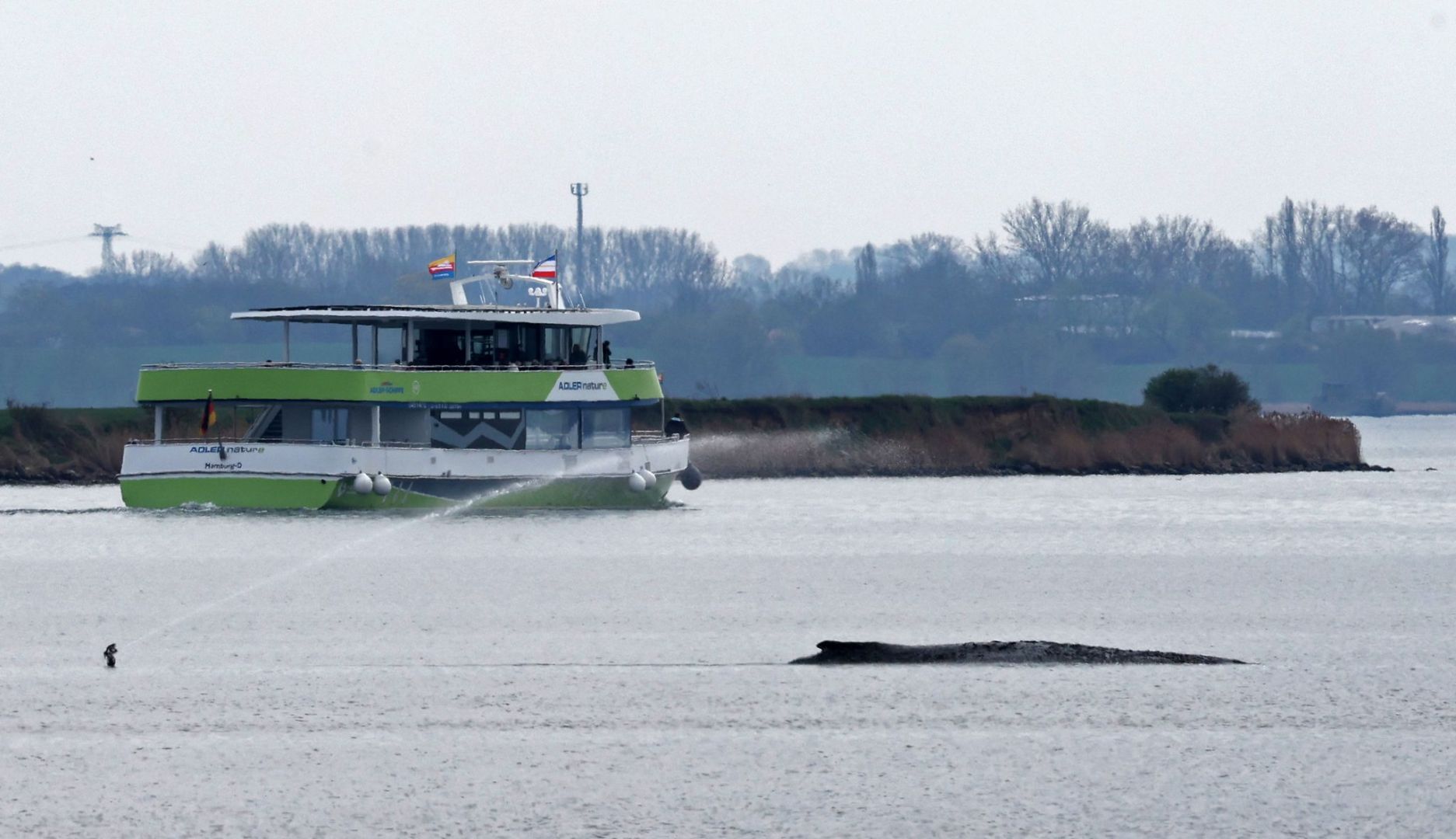 Buckelwal liegt in Wismarer Bucht