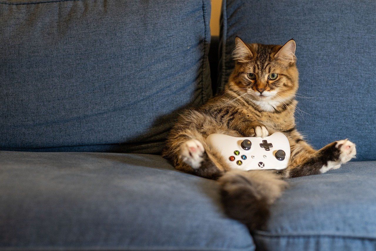cat, kitten, animal, pet, indoors, gaming, controller, couch, cat, cat, nature, cat, cat, cat, gaming
