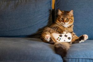 cat, kitten, animal, pet, nature, indoors, gaming, controller, couch