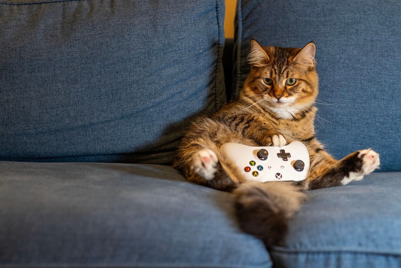 cat, kitten, nature, animal, pet, indoors, gaming, controller, couch
