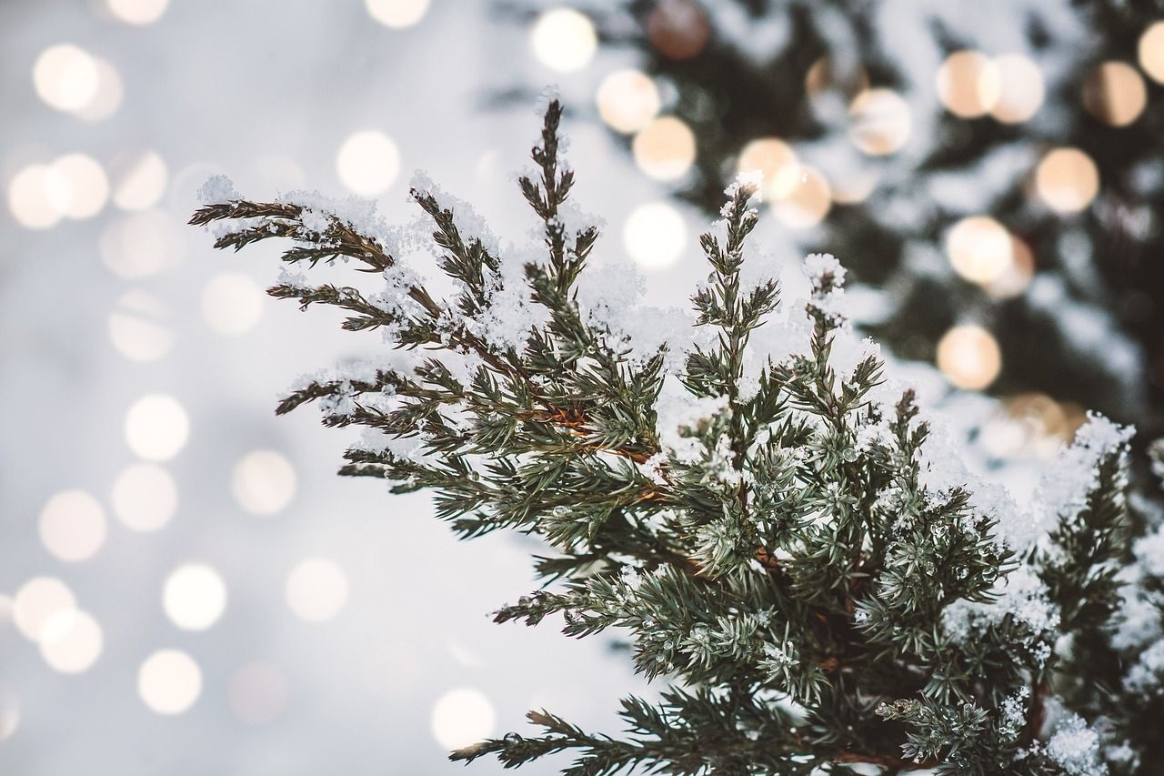 cedar, branch, winter, evergreen, tree, nature, cedar, cedar, cedar, cedar, winter, winter, winter, winter, winter