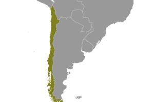 Chile (Archiv)