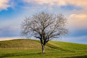 deciduous tree, tree, fall