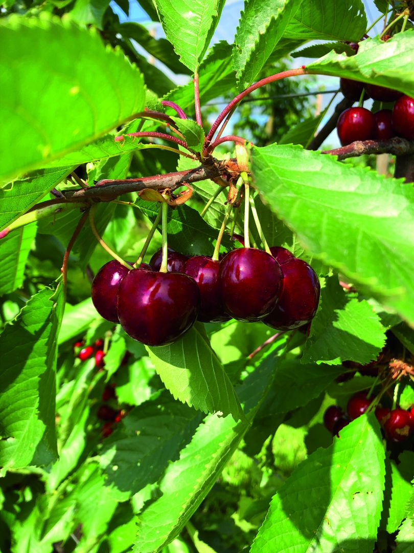 Die süße Verführung