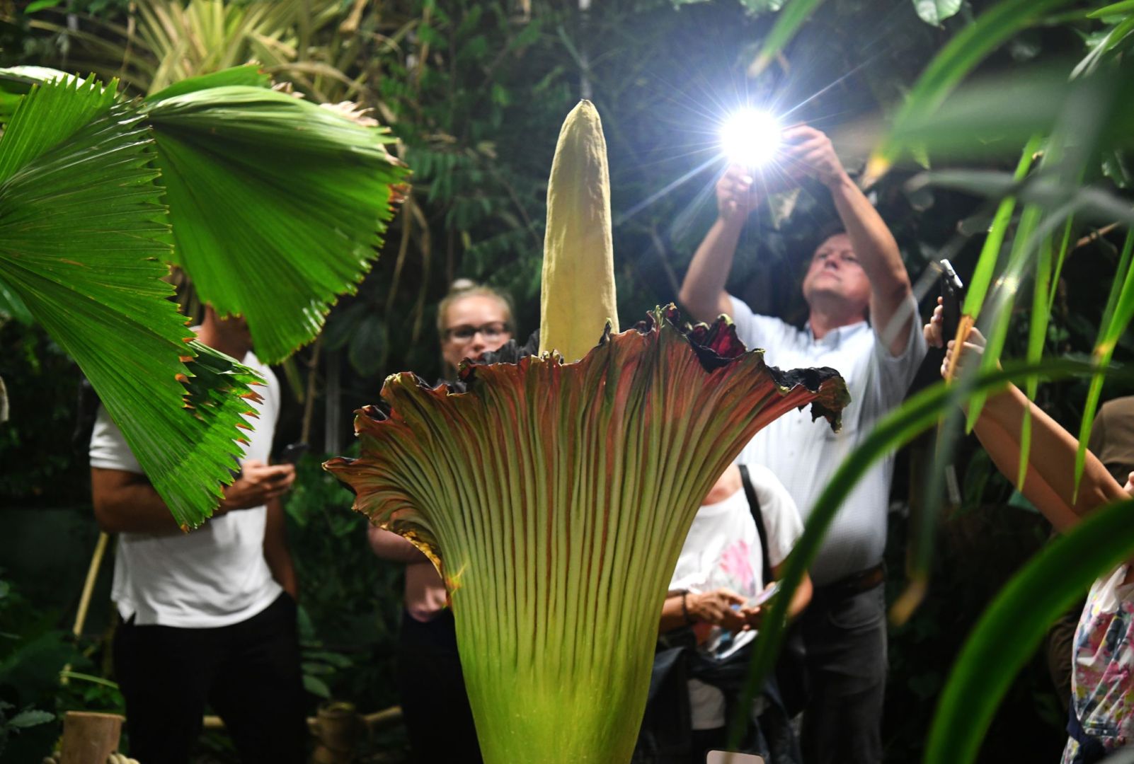 Dortmunder Titanenwurz