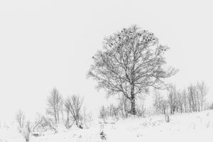 Ein einsamer Baum steht inmitten eines schneebedeckten Feldes in Biei, Hokkaido, Japan, aufgenommen im Winter.