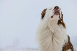 Ein heiteres Porträt eines Border Collies, der den Schneefall in einer verschneiten Umgebung im Freien genießt.