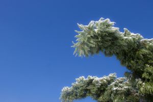 Ein schneebedeckter Kiefernzweig streckt sich vor einem strahlend blauen Himmel und zeigt einen kalten Wintertag.