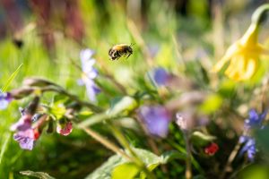 Eine Wildbiene in einem Frankfurter Vorgarten