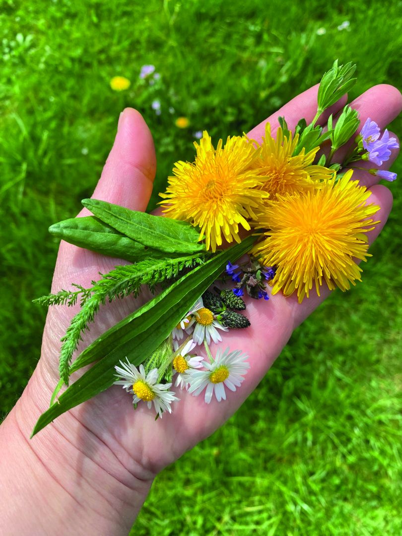 Einheimisches Superfood im Klinikpark: Führung zum Thema „Essbare Wildpflanzen“