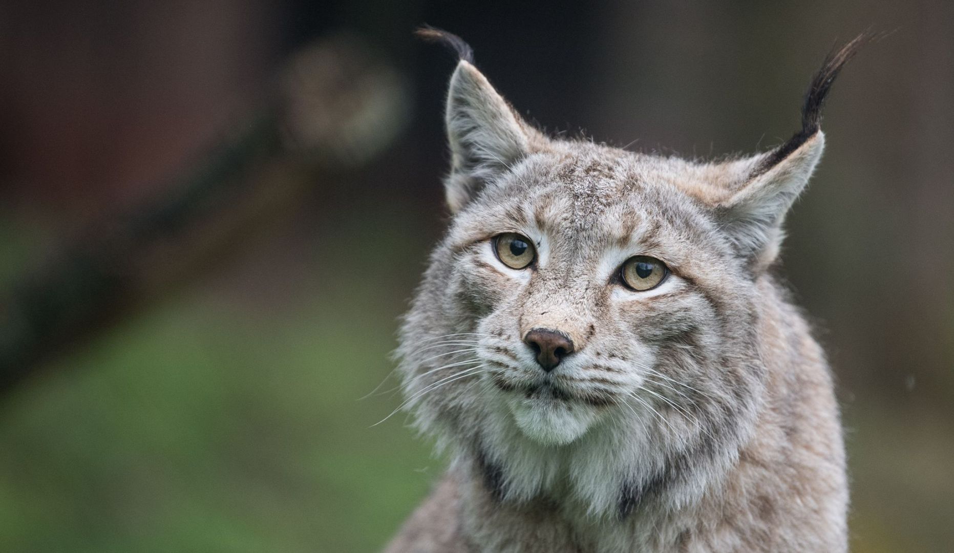 Eurasischer Luchs