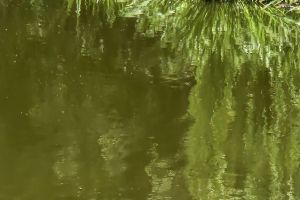 Falscher Alligator