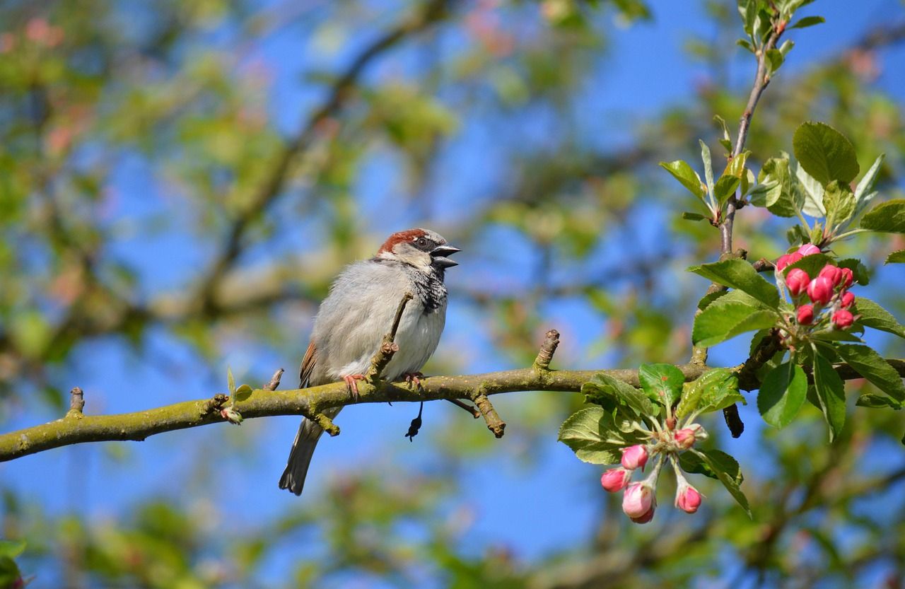 fauna, wildlife, earthdaycontest, spatz, vogel, vogelkunde, spezies, tier, schnabel, tierwelt