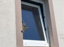 Feuerwehr rettet Katze aus misslicher Lage