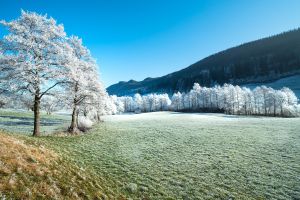 field, trees, frost