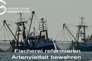 Fischereikommission ICCAT lässt die Haie im Stich