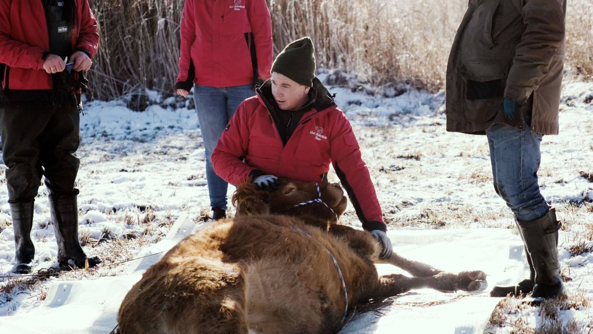 Flüchtige Kuh Arielle eingefangen