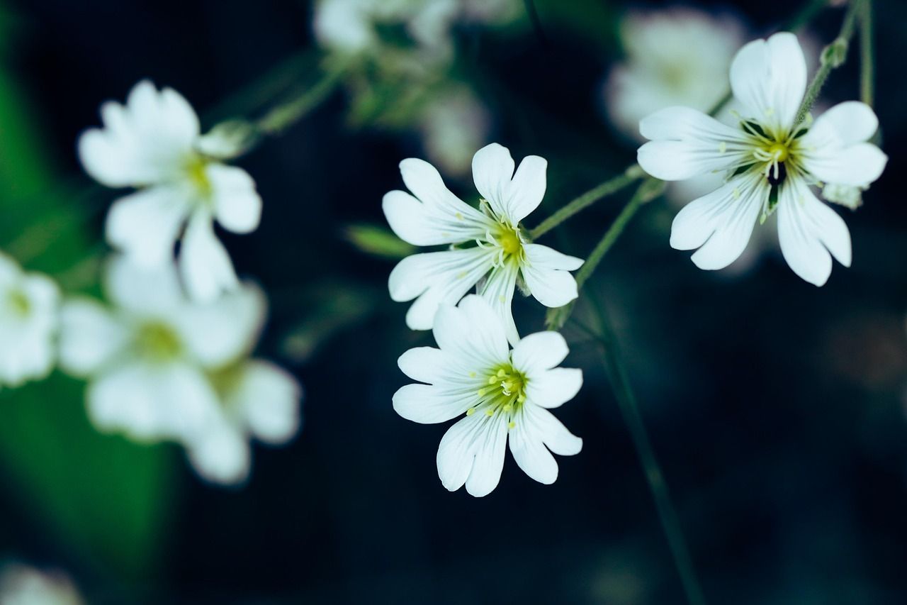 flower, beautiful flowers, summer, nature, blossom, flower background, sommer, flower wallpaper, white, petit