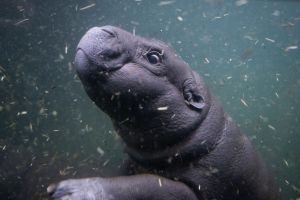 Flusspferd-Nachwuchs Toni geht auf ersten Tauchgang