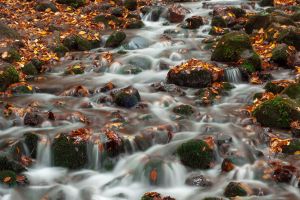 forest, river, nature