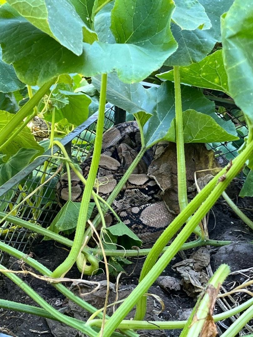 Frau entdeckt Würgeschlange im heimischen Kompost