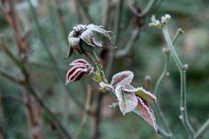 frost, autumn, november