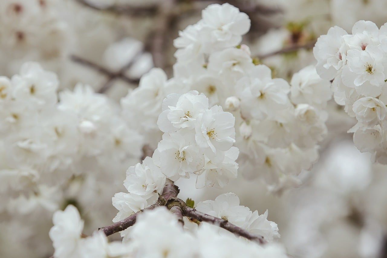 frühling, natur, blüte, insekt, pollen, hintergrund, blumen, baum, garden, botany