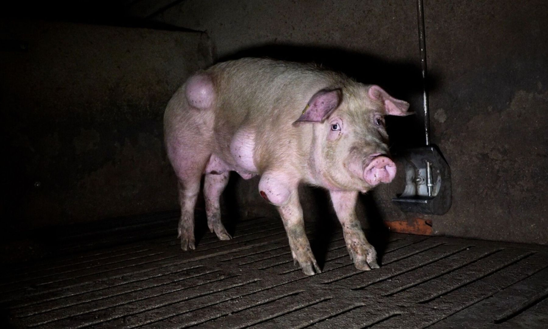 Grausige Zustände in einem spanischen Schweinemastbetrieb