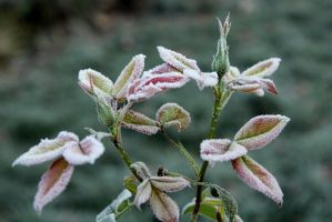 ground frost, frost, rose bush