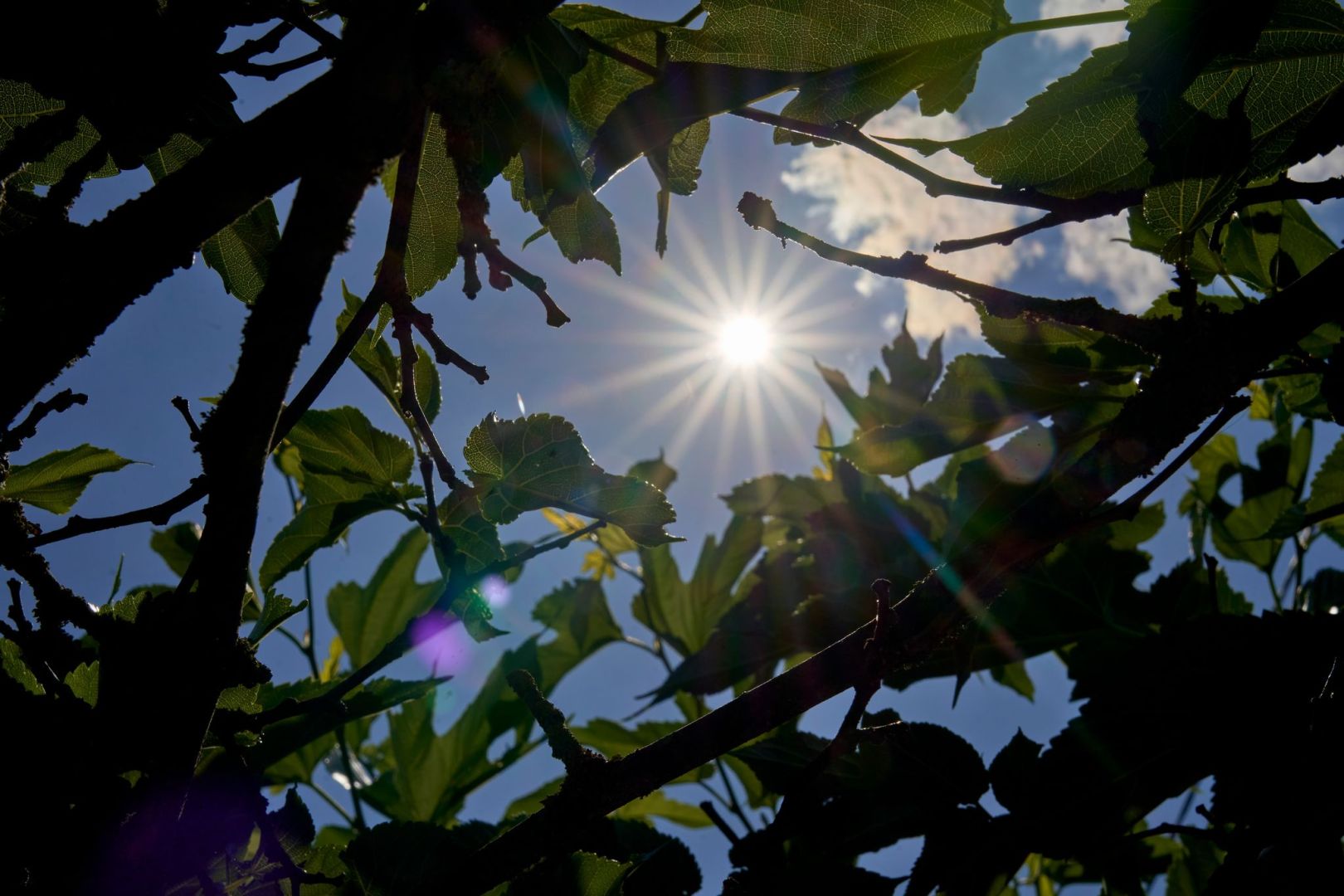 Hitze in Deutschland - Rheinland-Pfalz